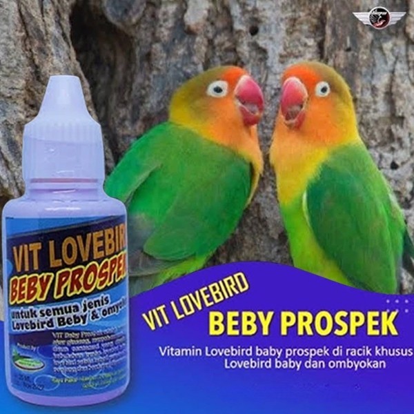 Vitamin Burung Lovebird Beby Prospek Vitamin Lomba Alami Lovebird Juara