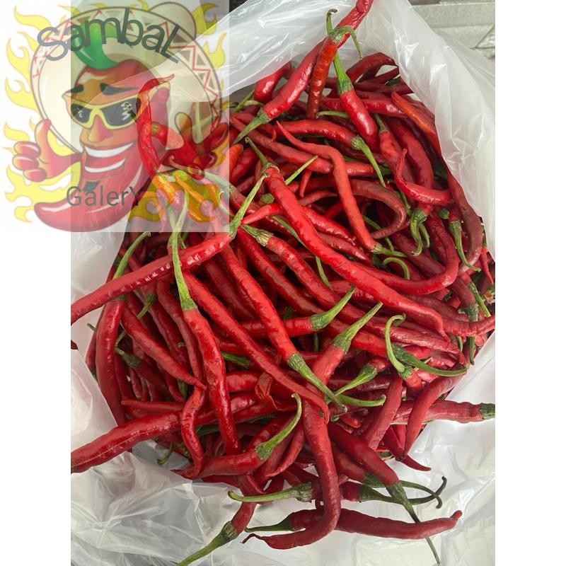 

SambaL GalerY Cabe Merah Kriting Pedas 1 KG Dari Kebun