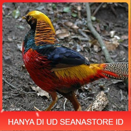 

Telur ayam ringneck golden pheasant telur ayam hias fertil siap cod UD SEANASTORE ID