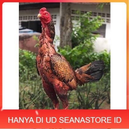 

Telur ayam bangkok shamo brazil / ayam petarung aduan siap ditetaskan UD SEANASTORE ID