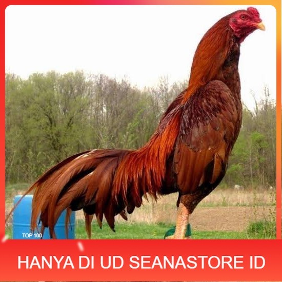 

Telur ayam bangkok super petarung aduan fertil untuk ditetaskan UD SEANASTORE ID