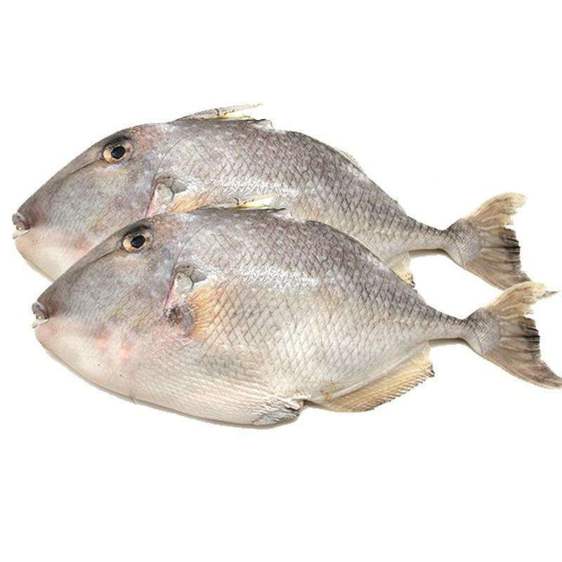 

Ikan Ayam-Ayam Fresh 1Kg - Ikan Jebong Segar, Ikan Etong, Triggerfish, Ikan Togek, Ikan Kambing, Ikan Mendut