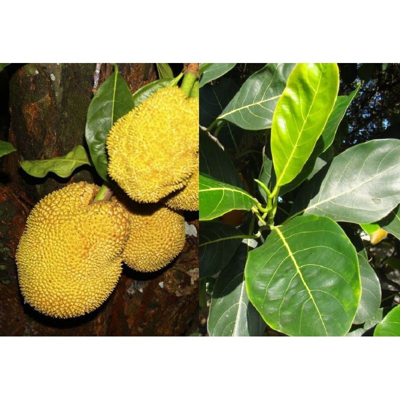 

COD DAUN NANGKA SEGAR 100 LEMBAR SEGAR OBAT HERBAL OBAT TRADISIONAL OBAT ALAMI AF