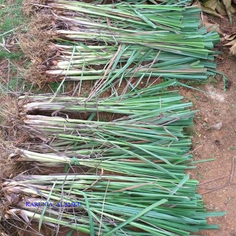 Bibit serai / serai bumbu