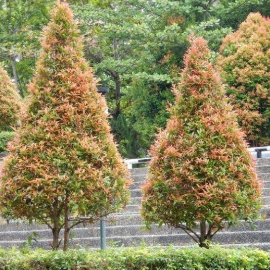 Tanaman pohon Daun Pucuk Merah - Pucuk Merah 20/50 Cm