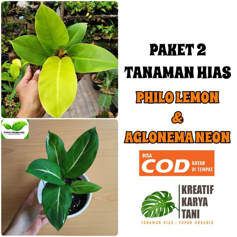 TANAMAN HIAS PHILODENDRON LEMON dan AGLONEMA NEON