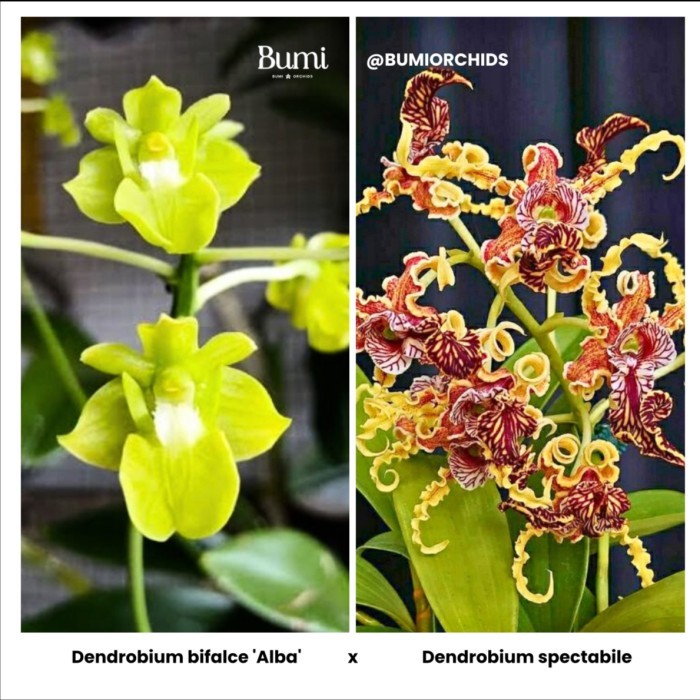 BUMI ORCHIDS Dendrobium bifalce 'Alba' x Dendrobium spectabile (Seedling) - Foresta Orchids Bibit An