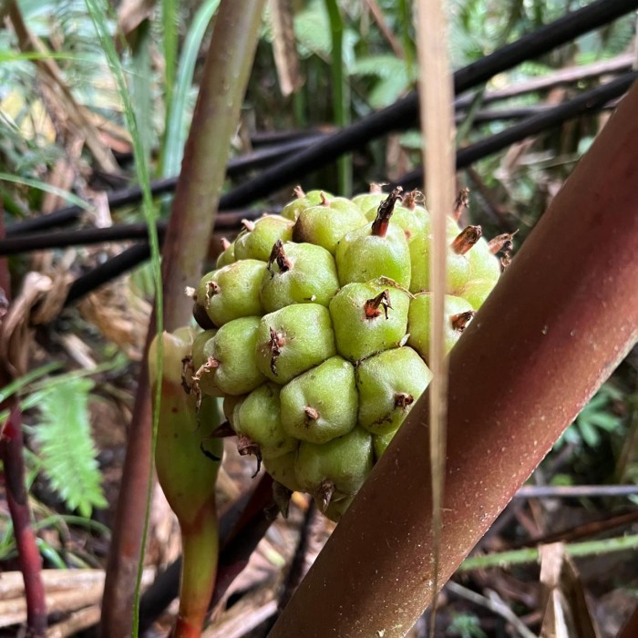 

Langka Buah Kecombrang Hutan Honje Laka Warna Hijau