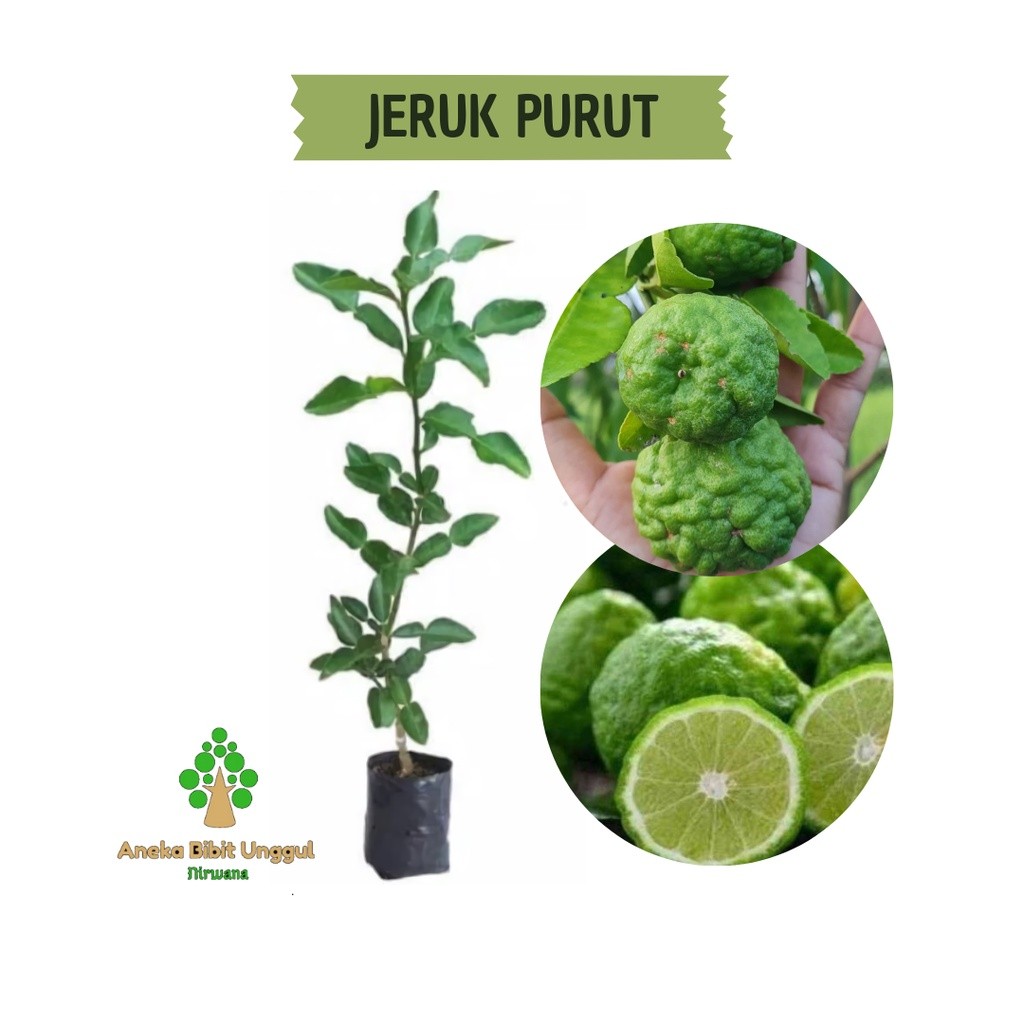 BIBIT JERUK PURUT - BIBIT JERUK PURUT ASLI - BIBIT JERUK PURUT OKULASI -  POHON JERUK PURUT