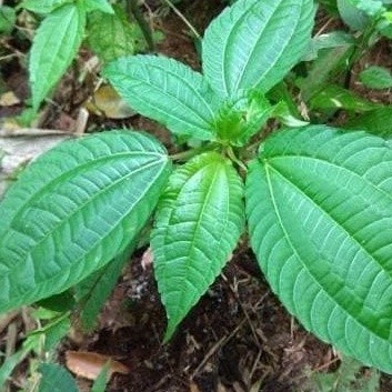 

Baru Daun Pohpohan Poh pohan lalap sunda segar 250 gram COD Batak