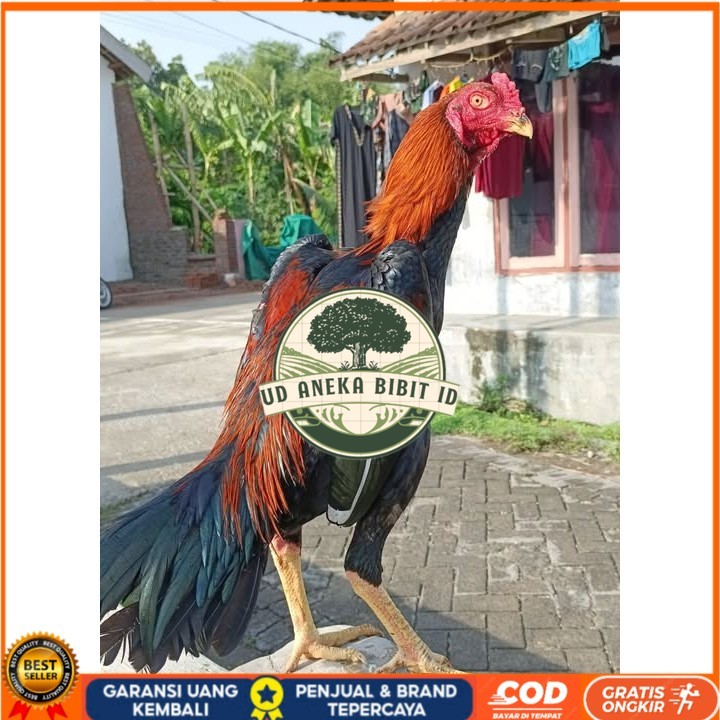 

Telur ayam bangkok shamo eropa / ayam petarung aduan siap ditetaskan UD ANEKA BIBIT ID