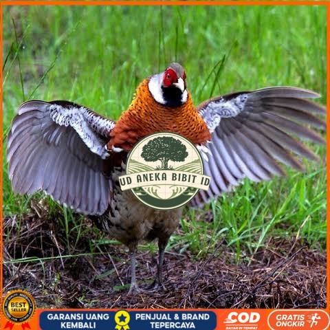 

Telur ayam hias ringneck elliot pheasant fertil siap ditetaskan UD ANEKA BIBIT ID