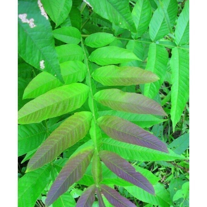 

New Promo ASLI 500 gram daun sungkai fresh-penambah imun Pucuk_Ibun_96
