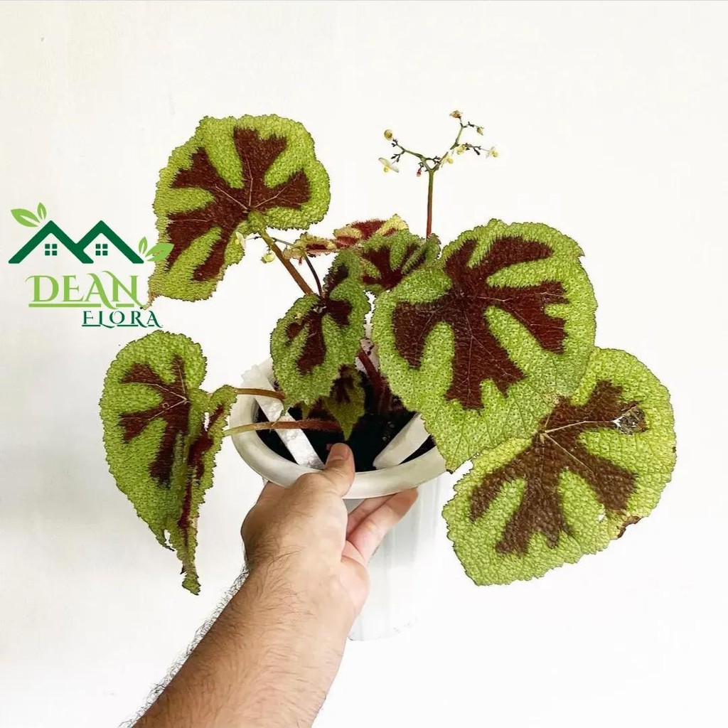Tanaman Hias Begonia Iron Cross - Begonia Tapak Macan - Begonia