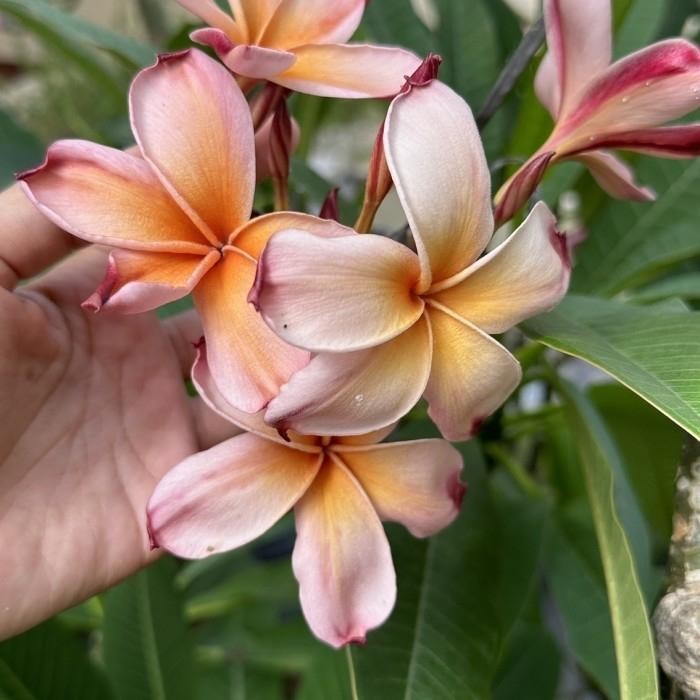 Bibit Stek Jepun Plumeria Brown Beauty