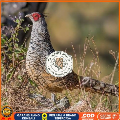 

Telur ayan hias ringneck cheer pheasant fertil siap ditetaskan UD GHANIYY BIBIT ID