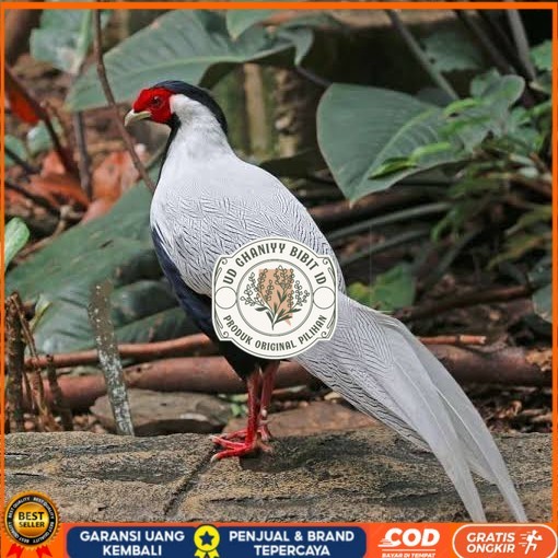 

Telur ayam hias ringneck silver pheasant fertil untuk ditetaskan UD GHANIYY BIBIT ID