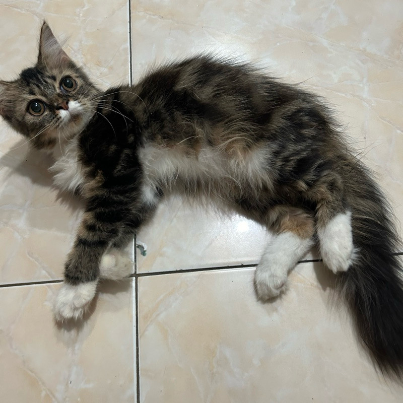 kucing anggora Persia medan