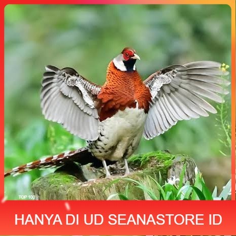 

Telur ayam hias ringneck elliot pheasant fertil untuk ditetaskan UD SEANASTORE ID