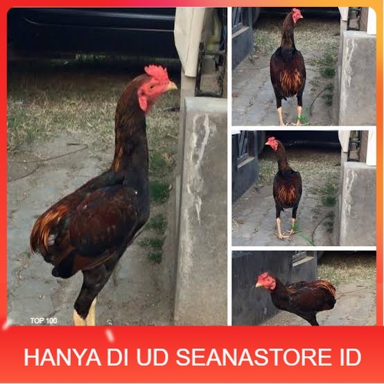 

Telur ayam tukung / telur ayam hias / telur fertil untuk ditetaskan UD SEANASTORE ID