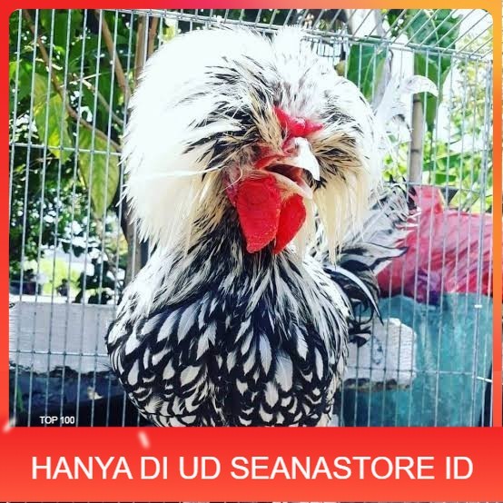 

telur ayam poland hias fertil siap ditetaskan - ayam polan UD SEANASTORE ID