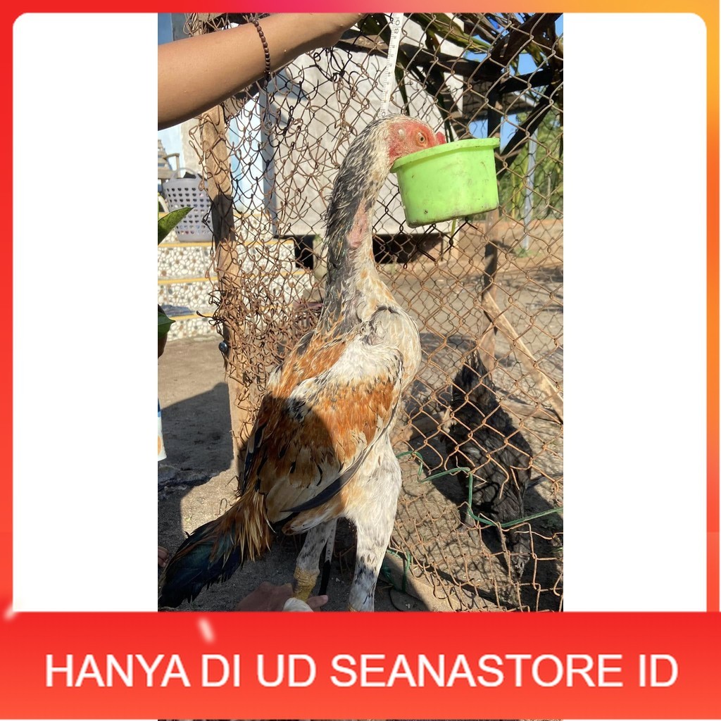 

Telur ayam bangkok shamo eropa / ayam petarung aduan bisa ditetaskan UD SEANASTORE ID