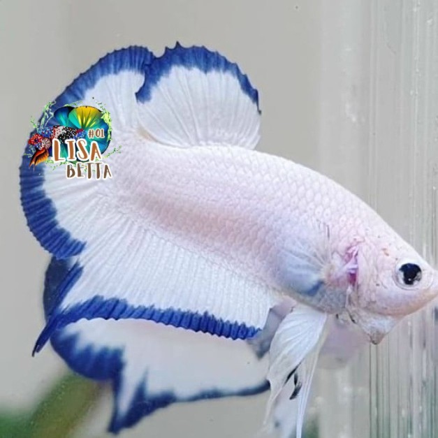 Hiasan soliter ikan cupang plakat blue rim Jantan clean REEAL PICT kebutuhan aquarium