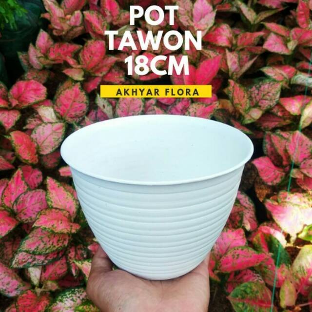 Pot Tawon Putih Ukuran 18cm Pot Bunga Tawon Putih