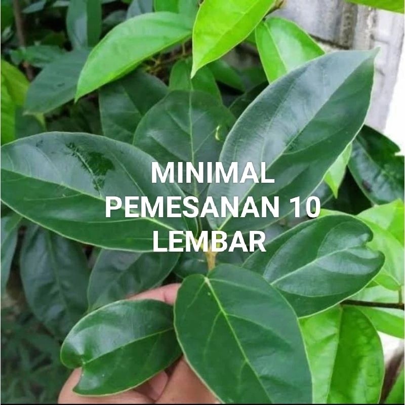 

Daun cincau segar PERLEMBAR murah di ambil dadakan