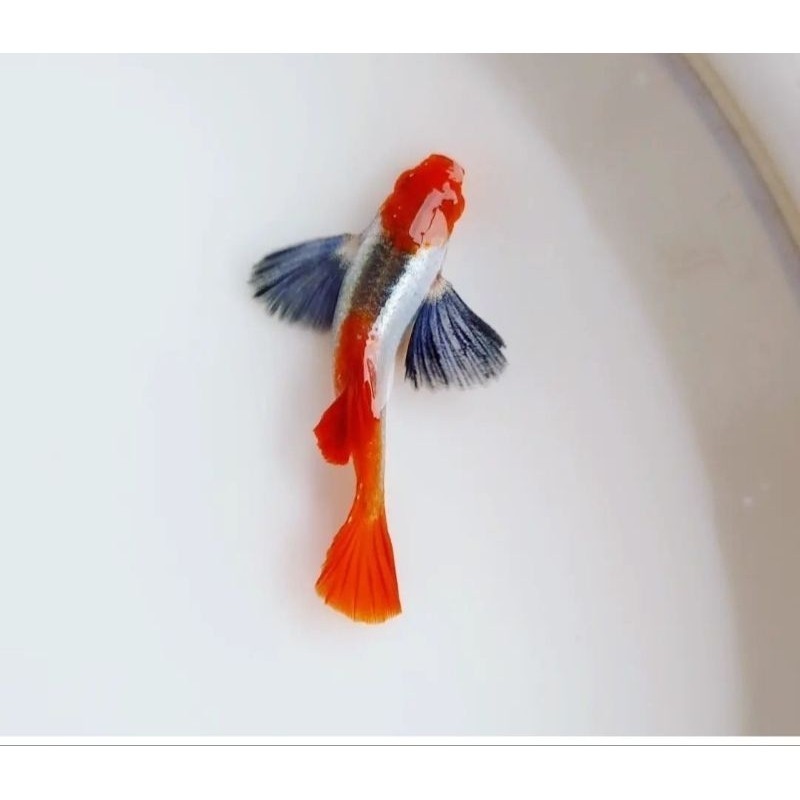 HIASAN AKUARIUM Guppy PRTDE KOI