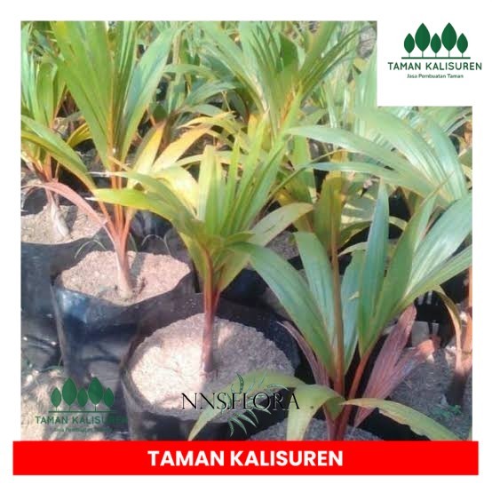 tanaman hias palem botol merah  tanaman taman