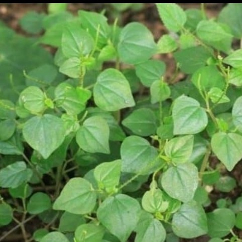 Daun suruhan - sirih cina segar herbal obat Asam Urat