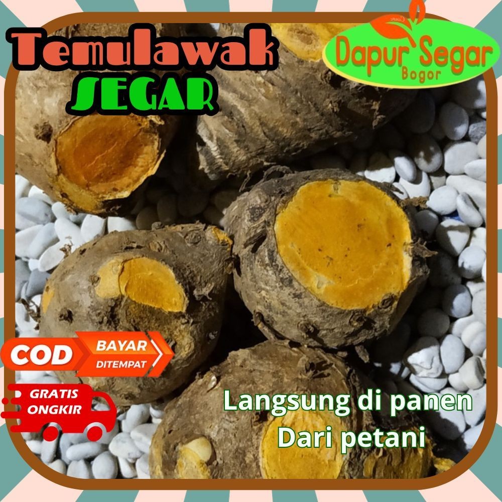 

Temulawak segar 1kg asli original bibit kuning AF
