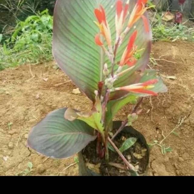 Bibit umbi ganyong YL