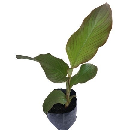 Bibit Ganyong Merah dan Putih - Bibit umbi ganyong