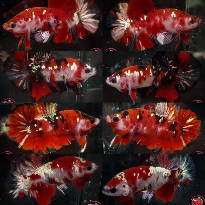 CUPANG IRON MAN BABY