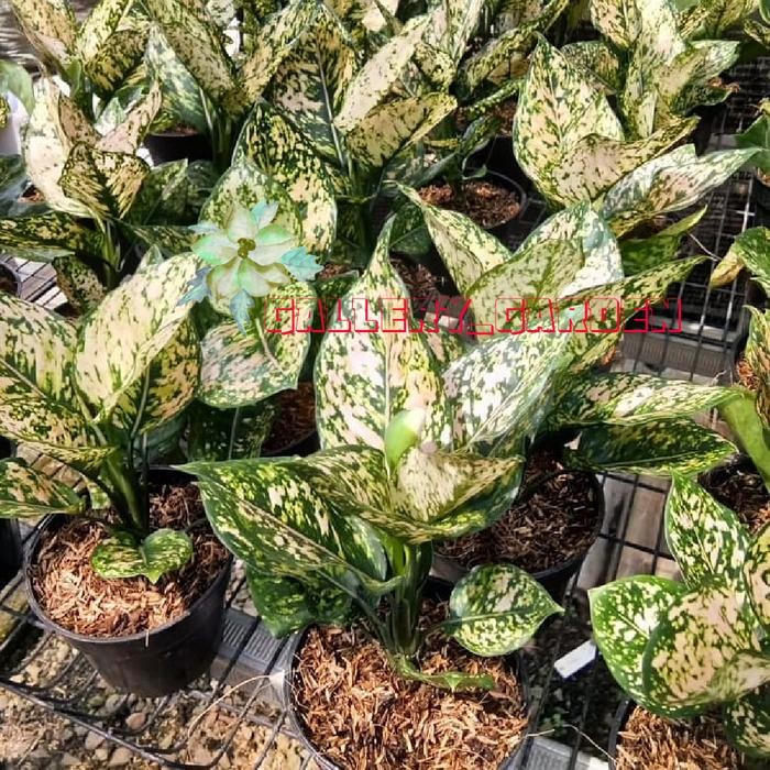 Aglonema Ruby Orange - Tanaman Hias Aglonema Ruby Oren