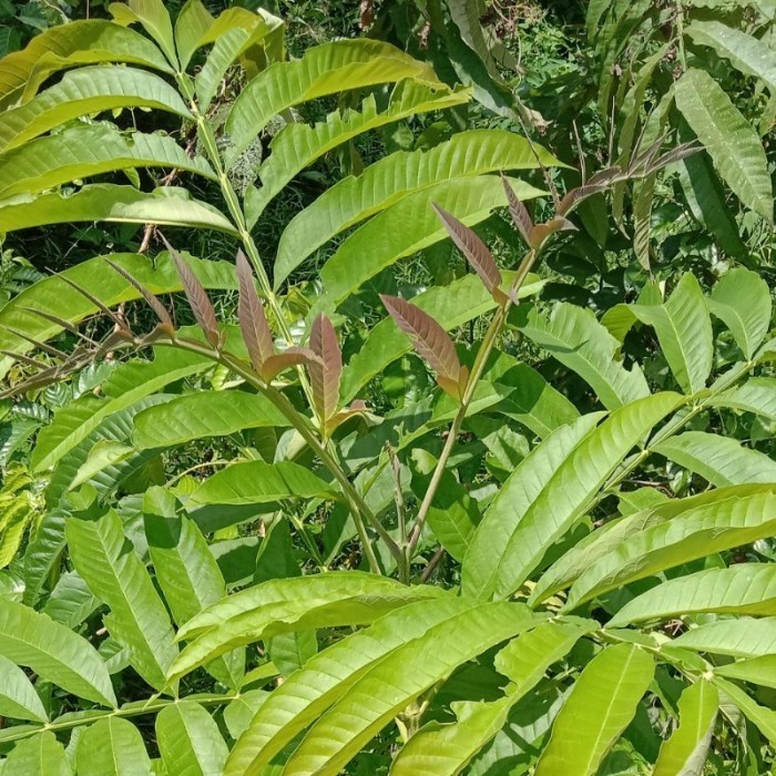 

daun Sungkai segar dan prees 500 gram obat herbal alami