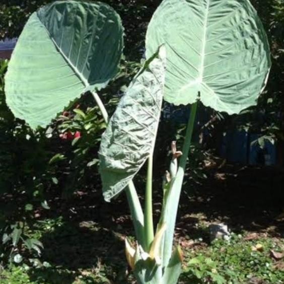 colocasia gigantea - dewasa