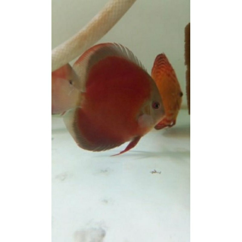 REBONSHOP IKAN DISCUS SAN MERAH UKURAN 2'5 IN