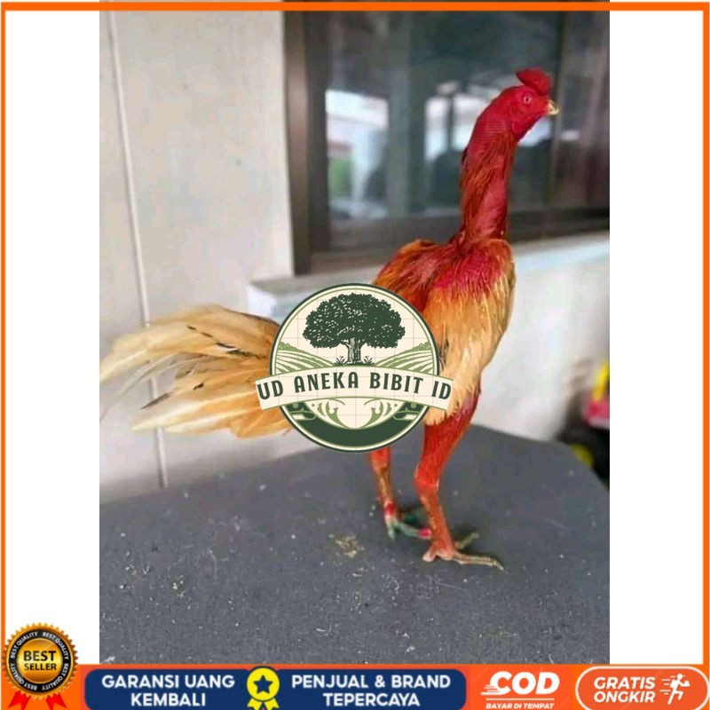 

TELUR FERTIL PLUCKER ORIGINAL UD ANEKA BIBIT ID