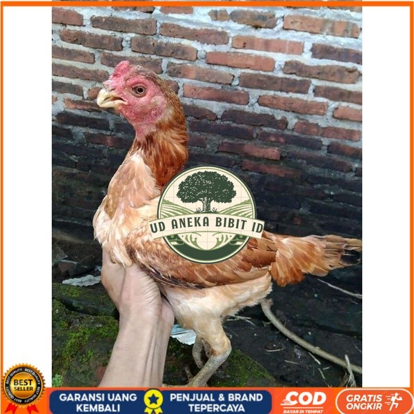 

Asel Beak Parrot terlur terlaris UD ANEKA BIBIT ID