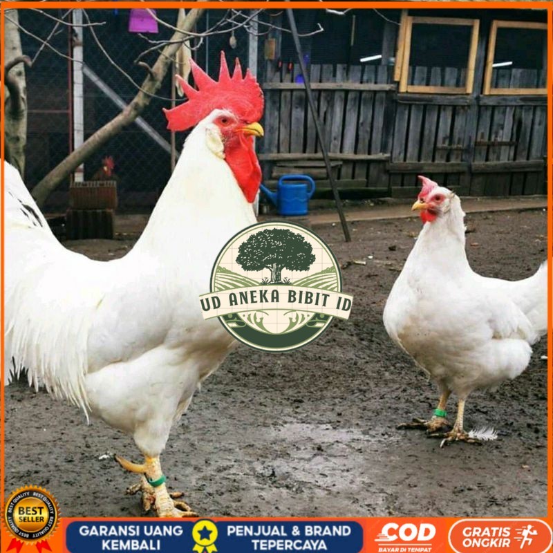 

TELUR AYAM ELBA PETELUR UNTUK DI TETASKAN UD ANEKA BIBIT ID