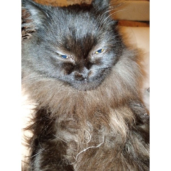 KUCING KITTEN PERSIA MEDIUM ANGGORA HIMALAYA FLATNOSE PEAKNOSE BULU KAPAS LONG HAIR BENGAL NONPED BS