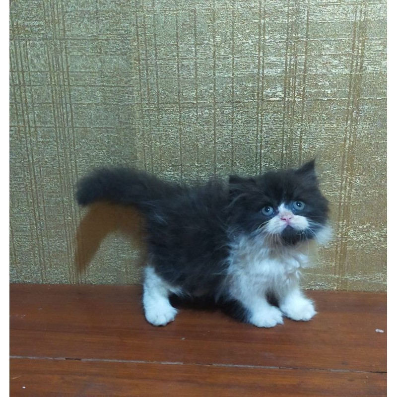 kucing Persia flatnose munckin hitam putih