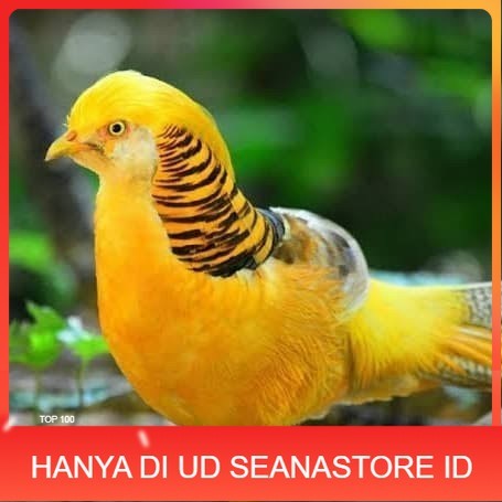 

Telur ayam hias ringneck yellow pheasant fertil untuk ditetaskan UD SEANASTORE ID
