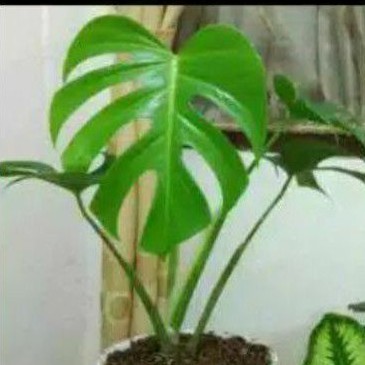 Bibit mostera ekor naga / tanaman hias mostera naga jumbo NY