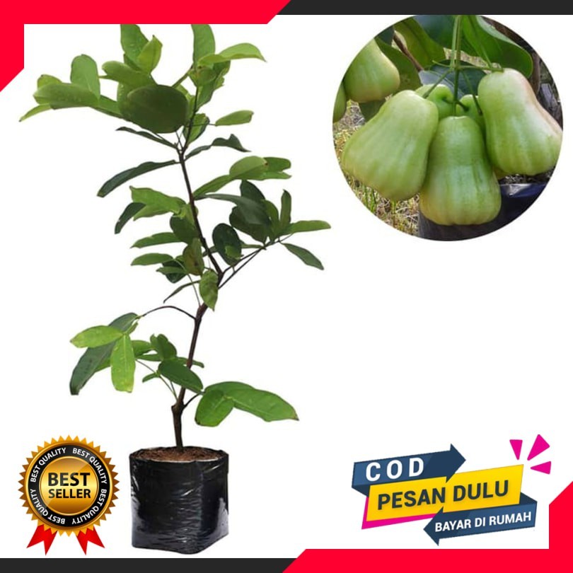 Bibit Jambu Air Madu Deli Hijau