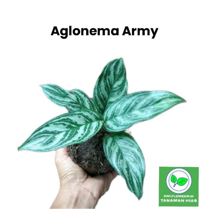 ( BISA BAYAR DI TEMPAT ) ( BISA COD ) Tanaman Hias Aglonema Srirejeki Armi - Blanceng Sri Rejeki Arm