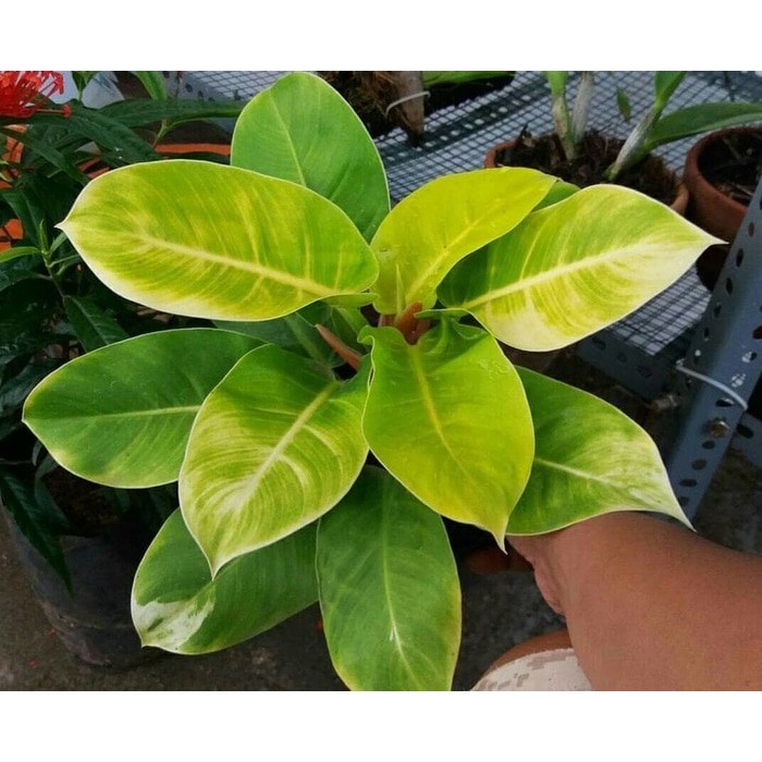 

Tanaman hias philo lemom / philodendron lemon / Kuning / Besar